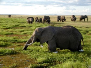 african elephant